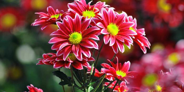 1920x1200 133+ Beautiful Pictures Of Flower Images Wallpaper Photos