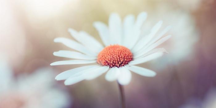 1920x1200 Wallpaper White flower macro photography, bokeh 1920x1200 HD Picture