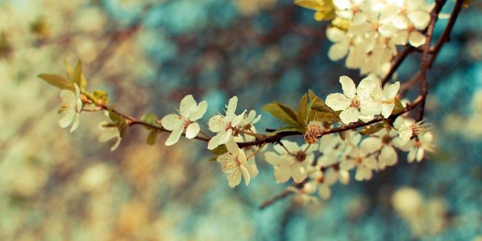 1920x1080 40+ Spring Flowers Vintage Wallpapers - Download at WallpaperBro