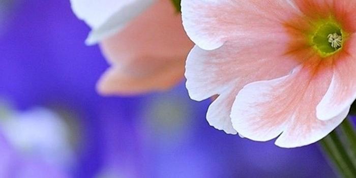 1080x2280 63+ Beautiful Flowers Wallpapers on WallpaperPlay