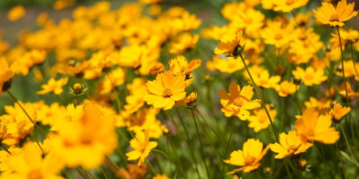 5472x3648 Selective Focus Photography of Yellow Daisy Flowers · Free Stock Photo