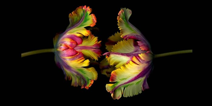 1920x1080 Parrot Tulips Black Background wallpaper 2018 in Flowers