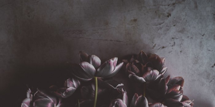 5304x7952 Purple tulips HD wallpaper | Wallpaper Flare