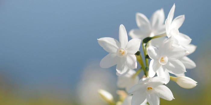 1920x1200 Jasmine Flower Wallpapers