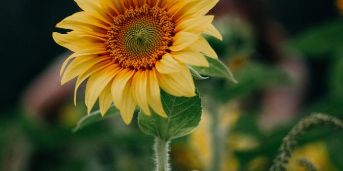 4000x6000 Sunflower Selective Focus Photography · Free Stock Photo