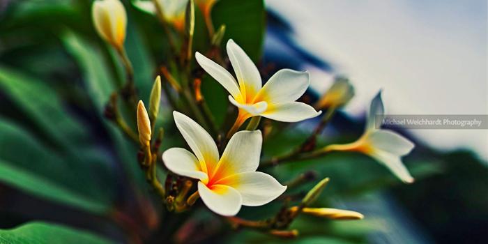 1500x996 Amazon.com: Palm Tree Flowers Wallpaper Photo Print, Professional