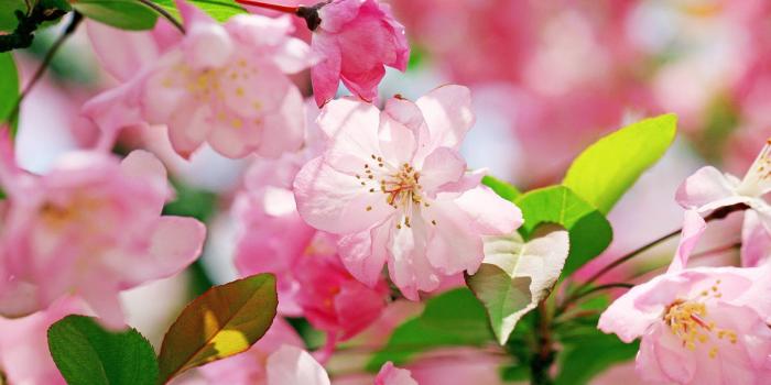 2560x1600 Beautiful Flowers Wallpapers