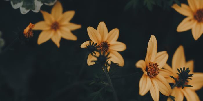 3456x5184 Flowers Yellow Leaves Blooms Plant Dark Green - Free Stock Photos