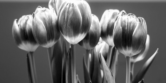 3114x2076 3071829 black, flower, love, mood, romance, tulip, white wallpaper