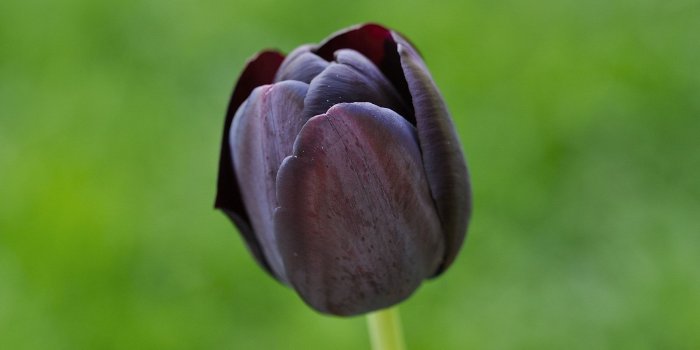 2000x1328 black tulip free image | Peakpx
