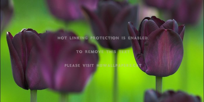 2048x1536 the black tulip uncommon stems gardens rare