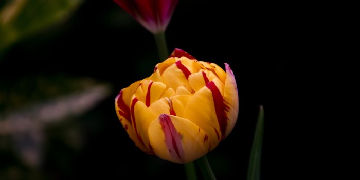 3888x2592 Black-background Free Stock Photos, Images, Pictures, HD Wallpapers