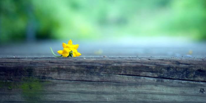 3840x2160 Macro Yellow Flower Blur, HD Photography, 4k Wallpapers, Images