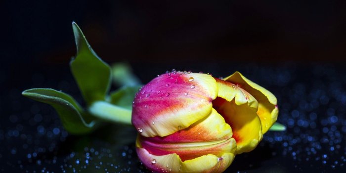 1332x850 Wallpaper drops, macro, background, black, Tulip, background, tulips