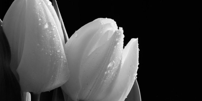 1280x1024 Tulip Wallpapers