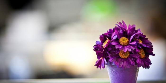 1920x1200 free download Beautiful Purple Daisy Flower Pot Macro Photography HD