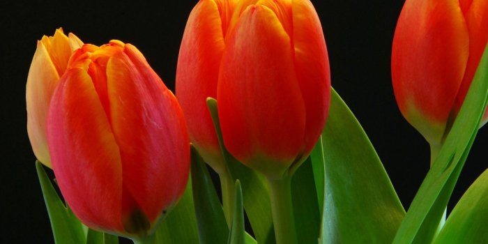 1600x1200 Download wallpaper 1600x1200 tulips, buds, red, black background