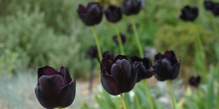 1280x857 High Quality Black Tulips Wallpaper | Full HD Pictures