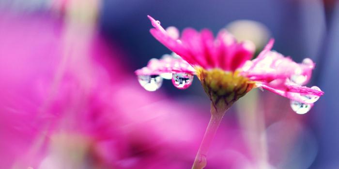 2880x1800 Wallpaper Pink flower macro photography, bright, water droplets