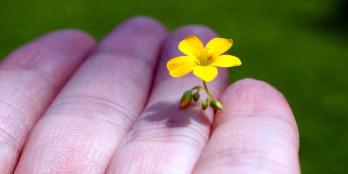1297x714 Hands Beautiful Flowers Photo Hd Wallpaper | Dom Wallpapers
