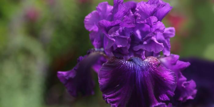 2560x1600 flowers photography wallpaper