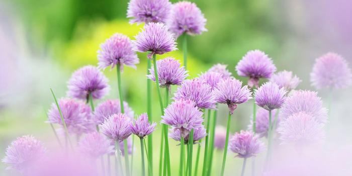 1280x800 Hazy beauty Macro Flower Photography Wallpaper 24 － Flower