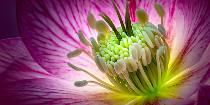 1280x853 Desktop Wallpapers Flowers Hellebore Macro photography Closeup