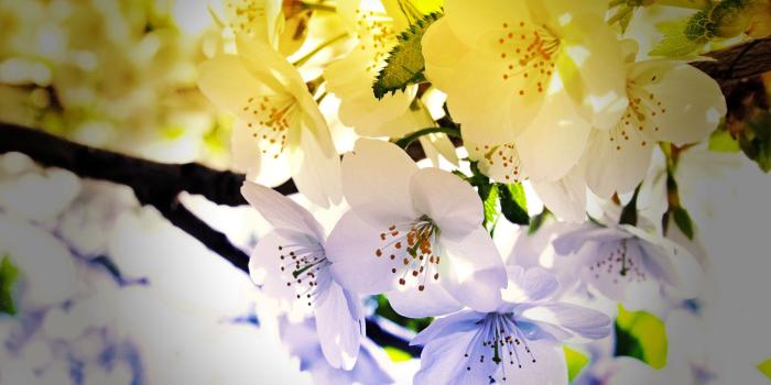 1600x900 However, the desktop wallpaper Stand clear views 49407 - Flowers