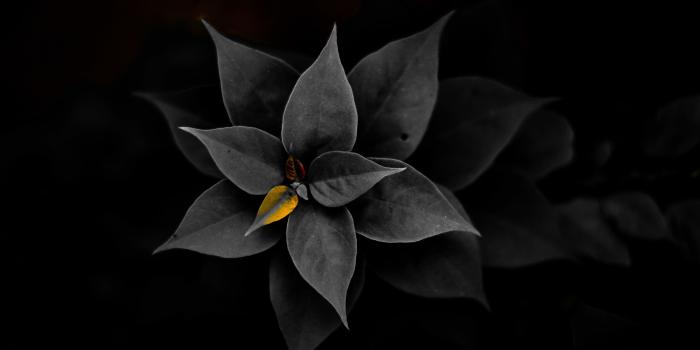 6000x4000 Free stock photo of color splash, desktop wallpaper, flower wallpaper