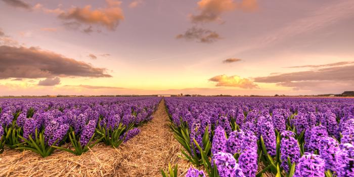 5991x3582 Wide photography of a purple flower field HD wallpaper | Wallpaper Flare