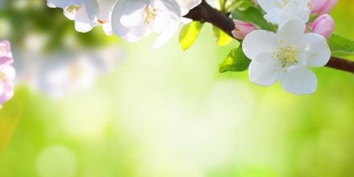 1024x768 17145 wallpaper of spring flowers