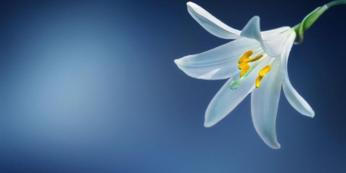 1600x1011 White Lily Flower Wallpaper - Photos by Canva
