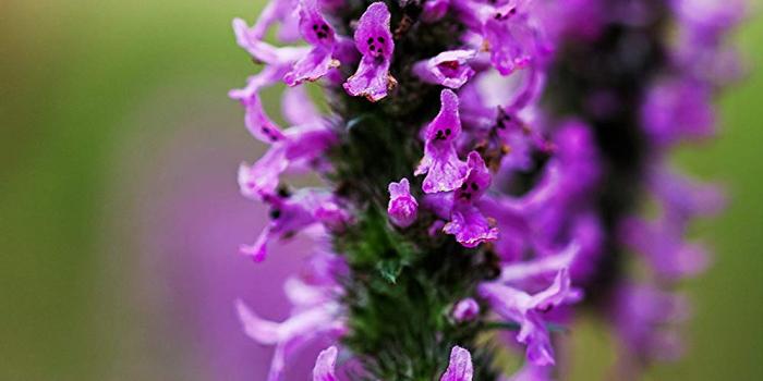 999x1500 Amazon.com: Lavender Flower Paper Print, Violet, Professional