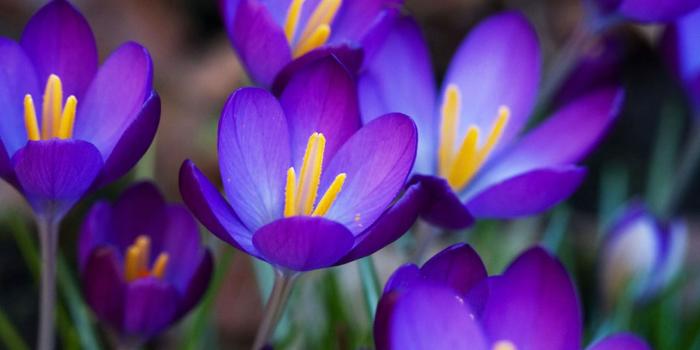 1600x1000 purple flowers #145738, flowers Photography Wallpapers - Clip Art