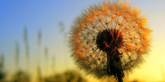 1366x768 Dandelion Flower Photography #6959646