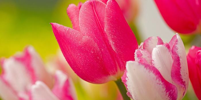 1920x1200 76+ Tulip Flower Wallpapers on WallpaperPlay