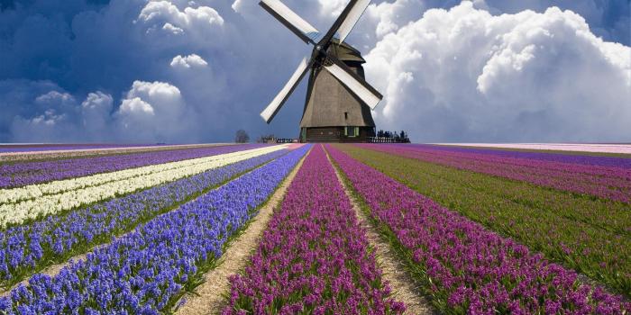 1920x1080 Download Flower garden hd wide wallpaper for laptop - Desktop laptop