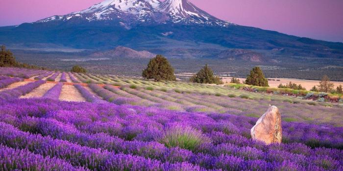 1600x900 Download Lavender hd wide wallpaper for laptop - Desktop laptop