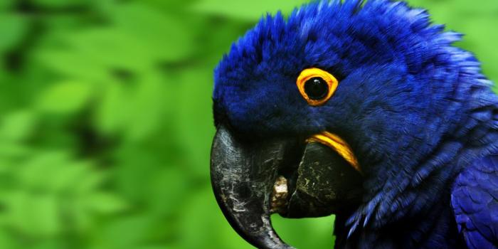 1366x768 Blue Parrot Widescreen HD Laptop Wallpaper | Free Wallpapers