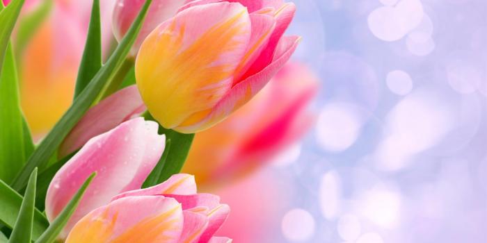 2560x1600 76+ Tulip Flower Wallpapers on WallpaperPlay