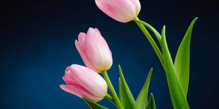 1600x1200 pictures of tulips flowers | Pink Tulip Flower Pictures | Art in