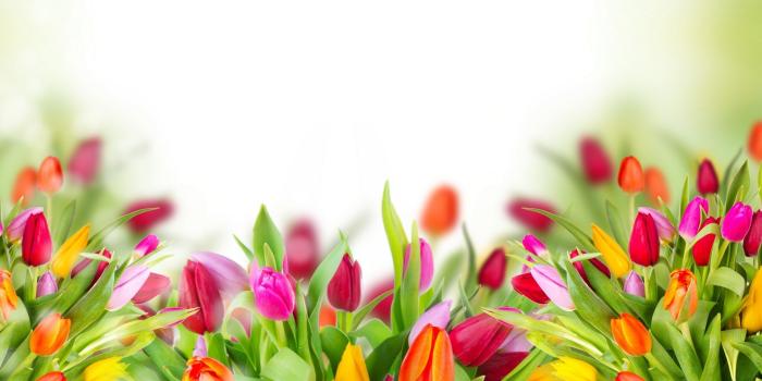 2560x1600 76+ Tulip Flower Wallpapers on WallpaperPlay