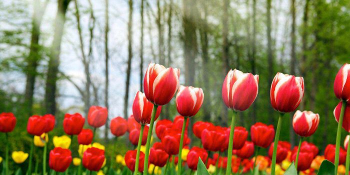1280x800 Tulip Flower Wallpapers