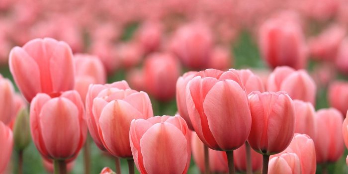 1920x1080 76+ Tulip Flower Wallpapers on WallpaperPlay