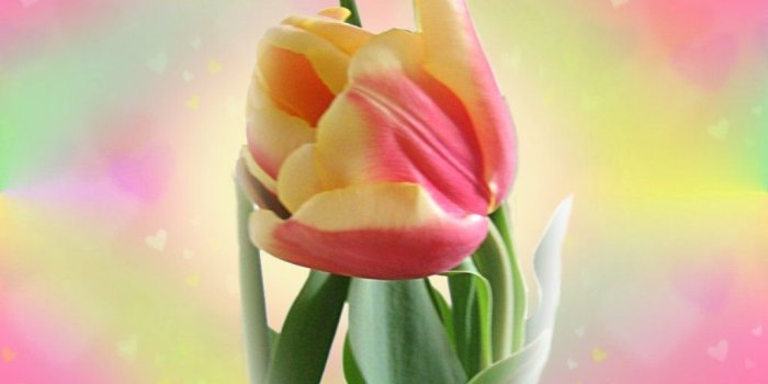 1024x768 Beautiful Tulip Flowers HD Wallpapers FLOWERS | Wallpapers and