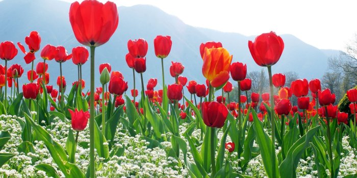 2560x1600 Red Tulip Flowers Field Wallpaper - The Wallpaper