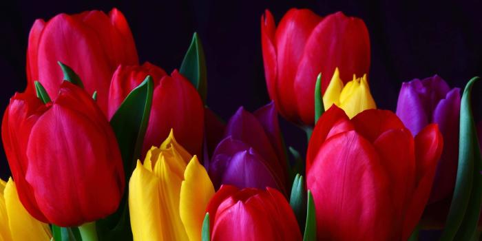 2560x1600 Tulip Flower Wallpaper (67+ images)