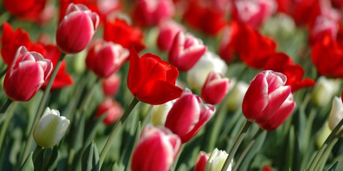 1600x1000 Tulip Flower Wallpapers