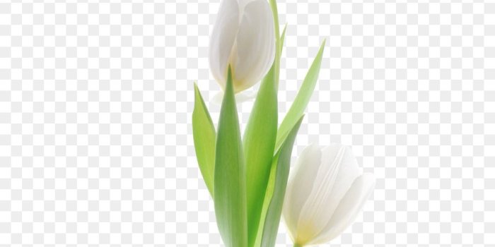 900x1040 Floral Flower Background png download - 685*1024 - Free Transparent