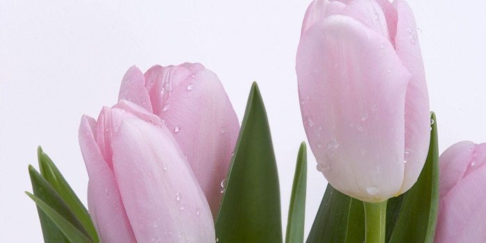 1600x1000 Tulips flower wallpapers